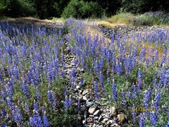 Lupinus benthamii
