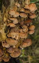 Deconica horizontalis