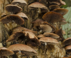 Deconica horizontalis