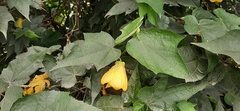 Abutilon hybridum