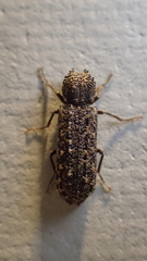 Lichenophanes bicornis