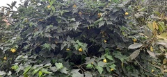 Abutilon hybridum