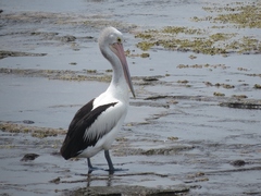 Pelecanus conspicillatus