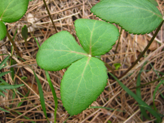 Angelica decursiva