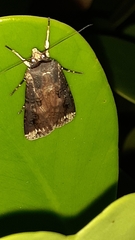 Agrotis apicalis