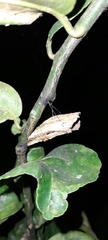 Lepidoptera