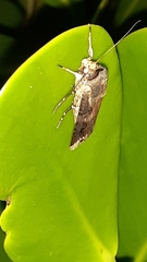 Agrotis apicalis