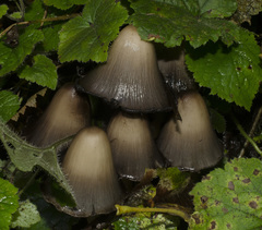 Coprinopsis acuminata