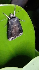Agrotis apicalis