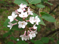 Viburnum carlesii