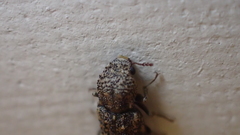 Lichenophanes bicornis