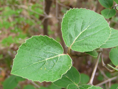 Viburnum carlesii