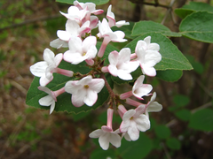 Viburnum carlesii