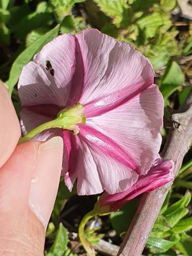 Convolvulus durandoi image