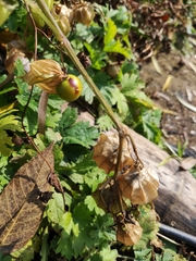 Physalis angulata