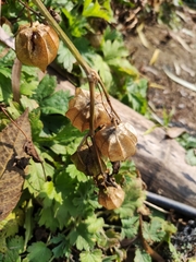 Physalis angulata