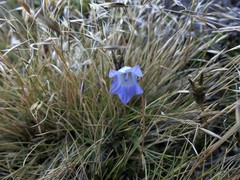 Wahlenbergia pygmaea