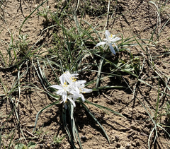 Leucocrinum montanum