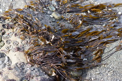 Laminaria sinclairii