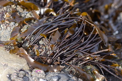 Laminaria sinclairii
