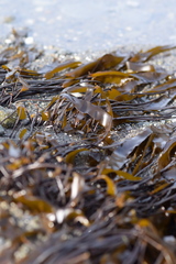 Laminaria sinclairii