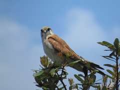 Falco cenchroides