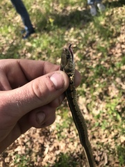 Thamnophis sirtalis
