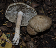 Inocybe pusio