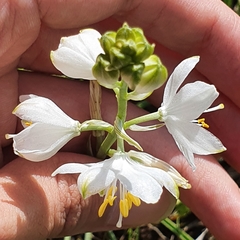 Anthericum baeticum image