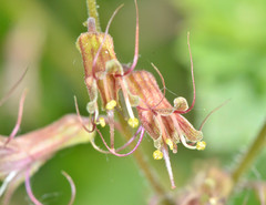 Tolmiea diplomenziesii