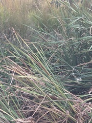 Typha orientalis