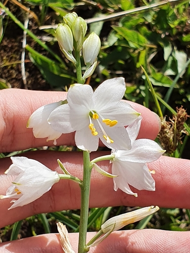 Anthericum baeticum image