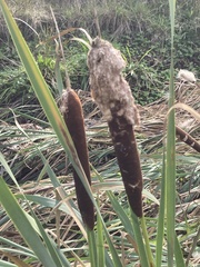 Typha orientalis