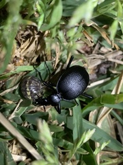 Scaphinotus interruptus