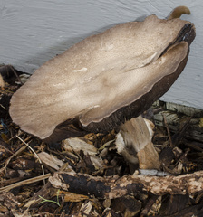 Agaricus moelleri