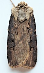 Agrotis volubilis