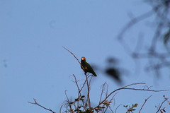 Amazona albifrons