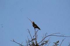 Amazona albifrons