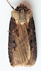 Agrotis volubilis
