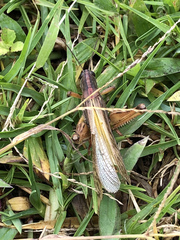 Schistocerca piceifrons