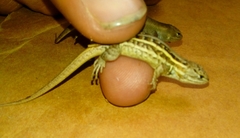 Sceloporus subniger