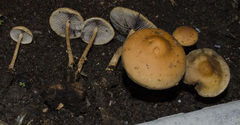 Hypholoma tuberosum