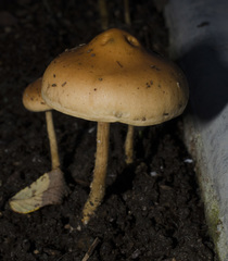 Hypholoma tuberosum