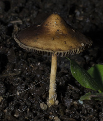 Hypholoma tuberosum