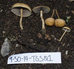 Hypholoma tuberosum