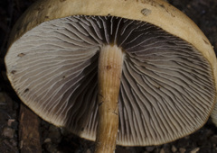 Hypholoma tuberosum