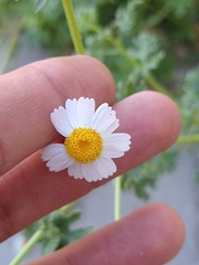 Perityle crassifolia