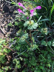 Lamium amplexicaule