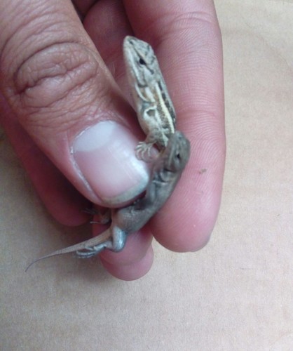 Plateau Bunchgrass Lizard