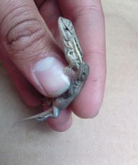 Sceloporus subniger